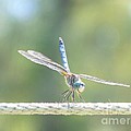 Smiling Dragonfly