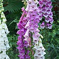 Foxglove After The Rains