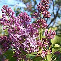 Purple Lilac