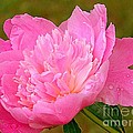 Pink Peony