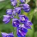 Blue Flowers
