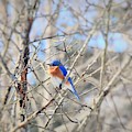 Eastern Bluebird Male