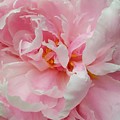 Shades of Pink