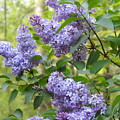 So Many Lilacs in Bloom